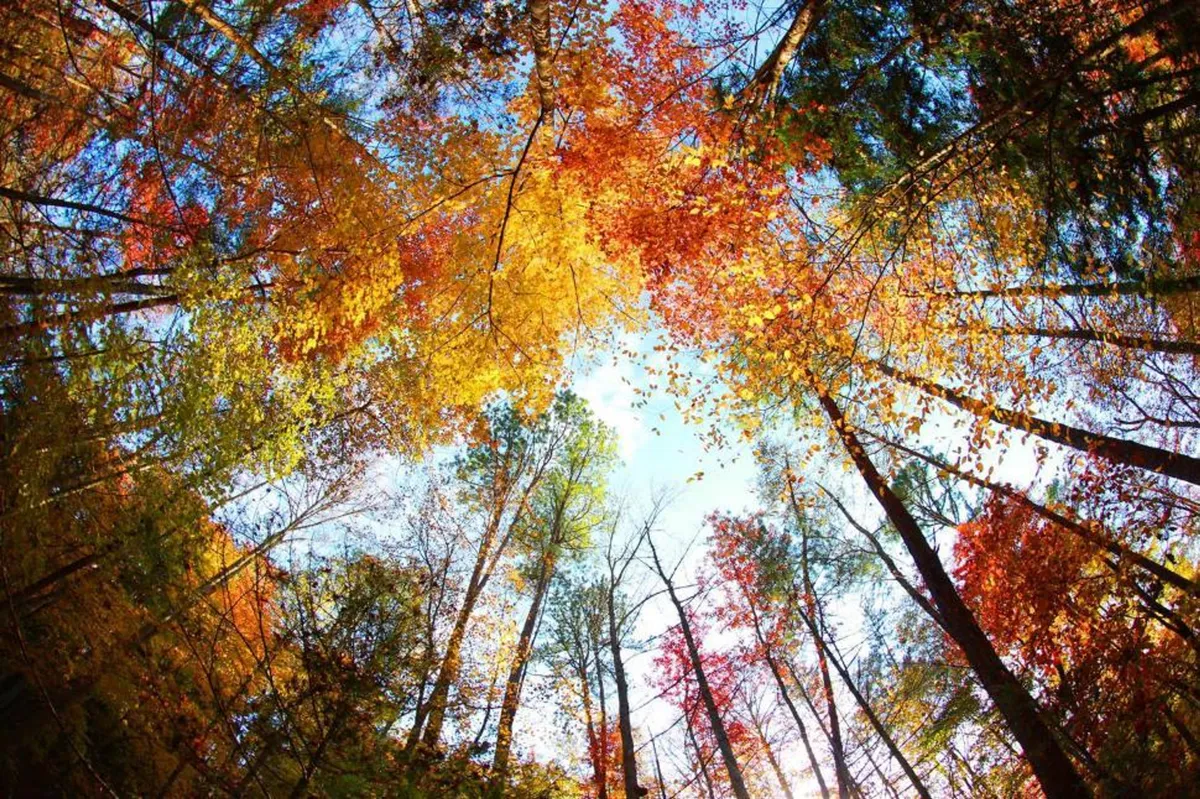Brilliant autumn leaves frame towering tree trunks against a crisp, blue sky, immersing viewers in the region's iconic seasonal beauty. The scene evokes the peacefulness and revitalization that come with a walk in nature.